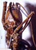 CollectionObject 1531414; 84cbe30d-d0c1-47b5-8867-5fa2a3950728: male nymph, frontal view (holotype of Odontocoryphus pullus). (CollectionObject).