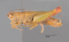 CollectionObject 1524984; 0391b217-c354-4c7e-8925-74ae50b2f9dc: female, lateral view (holotype). (CollectionObject).