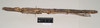 CollectionObject 1563489; NHMUK(SF IMPORT DUPLICATE) 845018, b77f256c-c908-4a52-b61b-a77a1be829c6: copyright natural History Museum, London. female, lateral view (holotype). (CollectionObject).