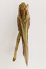 CollectionObject 1591325; a27f281f-90dc-431b-a5d1-31022989c569: female, dorsal view (paratype). (CollectionObject).