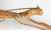 CollectionObject 1559835; NMW 234, a19328d3-4c53-4eff-8aae-6068598dbb49: copyright, NMW Vienna. female: head & part thorax, lateral view (holotype). (CollectionObject).