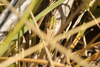 FieldOccurrence 3669; ef93421f-9396-4ed1-962d-432b9cf47321; Buenos Aires
E of Arana, 2024/02/04: (FieldOccurrence).