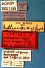 CollectionObject 1504997; 68c01f5c-6ed3-488b-8020-b4833c612f1e: labels (syntype). (CollectionObject).