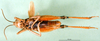 CollectionObject 1501426; ce73543e-bfd9-40be-8318-ca5e4d6368e1, DORSA BA000635S01: male, ventral view (holotype of Dociostaurus elbursianus caspicus). (CollectionObject).