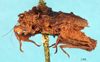 CollectionObject 1517873; a6edab09-c0dd-4912-990d-04d9642e1c12, NHMUK010362930: female, lateral view (syntype). (CollectionObject).
