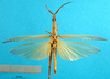 CollectionObject 1502252; 6896807c-a029-4f09-99d5-a00ea2517317: male, dorsal view (syntype). (CollectionObject).