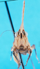 CollectionObject 1500810; 7de78705-ec03-4586-b8be-0237ffa364e4, MfN 6553: male, frontal view (holotype). (CollectionObject).