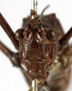 CollectionObject 1529772; 5f78f8c0-10a0-43f9-8efc-7a2f17f0829e: male, frontal view (holotype). (CollectionObject).