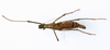 CollectionObject 1563747; 2818d6ed-bd44-4c02-84e0-b31308af7d36: copyright MEFLG Colombia. female, dorsal view (paratype). (CollectionObject).;CollectionObject 1563748; 3d63340d-eac0-419e-af06-bc19a5de4dcc: copyright MEFLG Colombia. female, dorsal view (paratype). (CollectionObject).