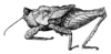 Fijitettix godeffroyi (Günther, 1939): Fig. 6. female, lateral view (body length 8.5 mm). (Otu).