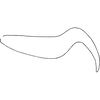 Pygofer appendages on Arboridia (Arboridia) remmi (Vilbaste, 1968): (Observation).