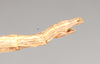 CollectionObject 1562278; 023df45c-7134-46af-bbce-bfd3b6b39663: copyright Natural History Museum, London. female: end of abdomen, lateral view (syntype). (CollectionObject).