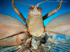 CollectionObject 1501752; f76e118a-2166-4963-a6da-3be1c2991afa, DORSA BTdapgenS03: male head and pronotum, dorsal view (syntype). (CollectionObject).