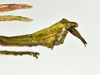CollectionObject 1583388; 95523474-7e28-481d-9475-d50c7f3964df, QM T244506: copyright QM, Brisbane. male: end of abdomen, lateral view (paratype). (CollectionObject).