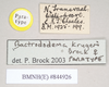 CollectionObject 1562440; NHMUK(SF IMPORT DUPLICATE) 844926', 6fffad3d-feca-4fed-b4fd-d34b05b91a4a: copyright Natural History Museum, London. female, data labels (paratype). (CollectionObject).