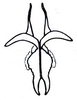 Fig. 65.4 (after Carbonell & Mesa 1972). endophallus, dorsal view. Depicts Illapelia penai Carbonell & Mesa, 1972, an Otu.