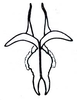Illapelia penai Carbonell & Mesa, 1972: Fig. 65.4 (after Carbonell & Mesa 1972). endophallus, dorsal view. (Otu).