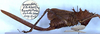 CollectionObject 1516736; 9894923d-b792-4d33-bcb3-59a0191a3dc0: female, lateral view (holotype). (CollectionObject).