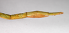 CollectionObject 1557137; b9e8cfd5-2703-4de1-a0f4-5eed5fa3f775: copyright ZMB, Berlin. female: end of abdomen, lateral view (syntype). (CollectionObject).;CollectionObject 1557138; 5fc68556-22dd-4594-bd84-d4e4150cbe92: copyright ZMB, Berlin. female: end of abdomen, lateral view (syntype). (CollectionObject).