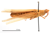 CollectionObject 1538204; 6c0f6d85-ac97-4014-bba9-b25074ac69f8: female, dorso-lateral view (holotype). (CollectionObject).