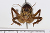 CollectionObject 1505950; e2ae4b73-c2c4-4d7a-bcca-4e4377f1a28c: male, anterior view (syntype). (CollectionObject).
