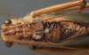CollectionObject 1475670; f7604f8b-c67e-4af9-98e1-d2d75a7d7fb1: male, dorsal view (syntype). (CollectionObject).