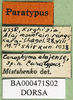 CollectionObject 1590809; 1f18e3fa-4b5b-4015-a7b2-d4b23a91b9d6, DORSA BA000471S02: labels (paralectotype). (CollectionObject).