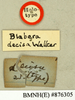 Blaberus brasilianus Saussure, 1864: Copyright Natural History Museum, London. Labels from holotype (adult male) in BM(NH). (Otu).
