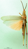 CollectionObject 1501076; 627fea06-a24c-4796-b3f9-c8db213c703e: male, dorsal view (syntype). (CollectionObject).