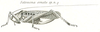 Eulobaspis ornata (Brunner von Wattenwyl, 1898): Pl. XX, Fig. 52. female (pronotum 10 mm, tegmina 35 mm, ovipositor 14 mm). (Otu).