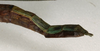 CollectionObject 1560316; NMW 1125, 4b1b4d81-a1fa-4d92-b540-9b370c4dbf69: copyright NMW, Vienna. female: end of abdomen, lateral view (syntype). (CollectionObject).