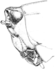 Tetrix subulata (Linnaeus, 1758): Fig. 32. female, head, lateral view. (Otu).