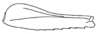 Callimenellus changi Gorochov & Voltshenkova, 2005: Fig. 32. hind femur. (Otu).