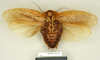 CollectionObject 1572858; c4f50040-77d0-4cdd-9aff-5742bfaa3db8: Copyright Natural History Museum, London. Non-type (adult male) in BM(NH). Ventral view. (CollectionObject).