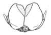 Ceuthophilus (Ceuthophilus) pallidipes Walker, 1905: Fig. 718. male subgenital plate. (Otu).