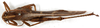 CollectionObject 1499494; b6e1dcb2-3a1f-45c7-9c7f-6207bd38606e: male, dorsal view (holotype). (CollectionObject).