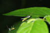 FieldOccurrence 696; 3efb8804-e6dd-416b-b470-fffe4f87f873; Brazil: Rio de Janeiro
Itatiaia, Parque Nacional de Itatiaia, 2019/02/11-2019/02/13
Souza-Dias PGB, Siqueira A.M., Pereira TLP cols
Active searching: Male. (FieldOccurrence).