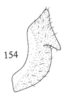 Pygofer appendages: !! display not done !! on Tumecauda schaefferi Goding, 1930: (Observation).