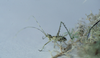 CollectionObject 1479254; 790ea6cc-0cd3-4827-ac81-cee3fd666c2a, cbt063s01: 1997. male nymph. (CollectionObject).