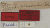 CollectionObject 1535225; 7c385764-8742-4437-aa9a-9a6da9497693: labels (syntype). (CollectionObject).
