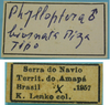 CollectionObject 1542763; e5ff68a4-ab34-48e6-9a17-23e2d46ff99e: male, labels (holotype). (CollectionObject).