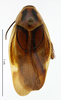 CollectionObject 1587364; MNHN(SF IMPORT DUPLICATE) MNHN-EP-EP984, c625b095-9f4f-4f1f-87af-49236aaa1872: CC BY-NC-ND 4.0/MNHN - Depraetere Marion - 2014. Syntype, female, of variegata Shelford, 1907. Specimen number: MNHN-EP-EP984. http://coldb.mnhn.fr/catalognumber/mnhn/ep/ep984. (CollectionObject).