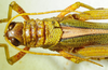 CollectionObject 1498684; 0cde460f-5809-47a8-a2fb-ec2c3fa96705: male head and pronotum, dorsal view. (CollectionObject).