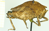 CollectionObject 1585768; 08c13fe3-1bc1-4da2-9b46-f30d14a001ff: female, lateral view (syntype). (CollectionObject).