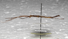 CollectionObject 1576287; f758bbdc-3c73-476e-84a7-7a4c4618d2cc: copyright SPM, Kinabalu. male, lateral view (paratype). (CollectionObject).;CollectionObject 1576288; 88bb7868-3816-48de-be1d-53f70e07356b: copyright SPM, Kinabalu. male, lateral view (paratype). (CollectionObject).