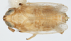 Habitus, dorsal view on Delphacodes lappae Beamer, 1947: (Observation).