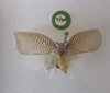 CollectionObject 1974910; d8e74636-03e1-416c-b379-ab199a1cb128: (CollectionObject).;Doriana conspersa (Walker, 1858): Type specimen Poeciloptera conspersa. (Otu).