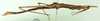 CollectionObject 1500906; 9ad6e7a5-65d1-4591-b3f0-398001e7712d: female, lateral view (holotype). (CollectionObject).