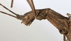 CollectionObject 1561456; 210b211b-1ca0-4b94-8d3e-219cefd491d5: copyright MHNG Geneva. female: head & thorax, lateral view (holotype). (CollectionObject).