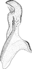 Stylus on Paramesus obtusifrons (Stål, 1853): Stylus. (Observation).